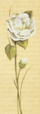 Peonia China Posters by Luisa Romero