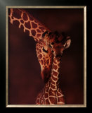 Giraffe Posters by Karl Amman