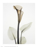 Calla I Poster di Albert Koetsier
