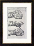 Detailed Views of a Roman Cestus a Leather Glove Used in Ancient Boxing Posters by A. Forbes