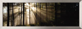 Rayos de sol a través del bosque Póster por Irving Underhill