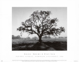 Chêne, soleil levant Affiches par Ansel Adams