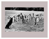 Police Dogs on Parade Prints