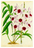 Orquideas III Poster by J. Nugent