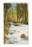 Ashland Creek, Chautauqua Park, Ashland, Oregon プリント