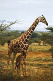 Girafe et son petit Posters