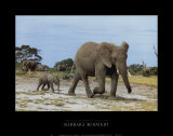 Elefante africano y su retoño Láminas por Barbara McKnight