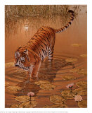 Tiger at the Edge of Night Art by Richard Stanley