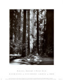 Redwoods, Founders Grove Reprodukcje autor Ansel Adams