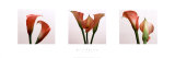 Three Lilies Posters by Bill Philip