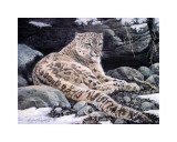 Leopardo despierto en la nieve Arte por Alan Sakhavarz Leopardo despierto en la nieve Arte por Alan Sakhavarz