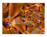 Gems For You Photographic Print by Vicky Brago-Mitchell