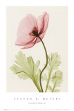 Iceland Poppy II Affiches par Steven N. Meyers