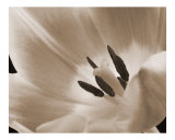 Tulip Photographic Print by Wilson Valentin