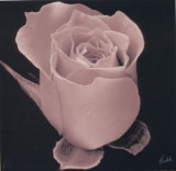 Rose Poster by Mitch Ostapchuk