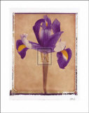 Iris Art by Scott Morrish