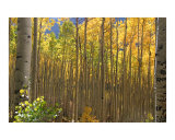 Fall Aspens Photographic Print by Vic Harshberger