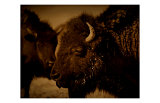 Western Buffalo Giclee Print by Jim Tunell