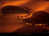 Dromedary Caravan near Nouakchott, Mauritania Posters af Yann Arthus-Bertrand Dromedary Caravan near Nouakchott, Mauritania Posters af Yann Arthus-Bertrand
