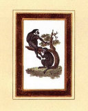 Alpinus and Pygmy Ape Prints