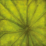 Palm Green Posters by Caroline Wenig