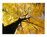Golden Tree on an Autumn day in NYC Giclee Print by New Yorkled