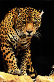 Leopard Poster Leopard Poster