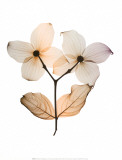 Dogwood I Poster by Steven N. Meyers
