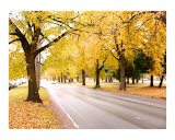 NYC Autumn Street of Gold Giclee Print by New Yorkled