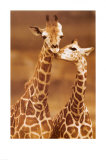 Giraffe, First Love Poster