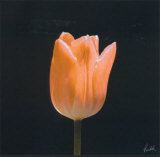 Tulip Print by Mitch Ostapchuk