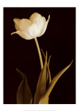 Splendid Beauty Prints by Charles Britt