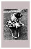 Tich and Pups Getting Around Prints