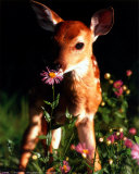 Fawn Posters Fawn Posters