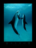 Danse Des Dauphins Posters par Bob Talbot