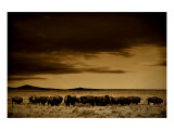 Buffalo Day Dream Giclee Print by Jim Tunell