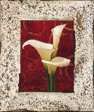 Calla Lilies Prints by John Seba