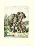 Elephant; Asiatic Láminas por Friedrich Specht Elephant; Asiatic Láminas por Friedrich Specht