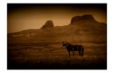 Two Horse Companion Giclee Print by Jim Tunell Two Horse Companion Giclee Print by Jim Tunell