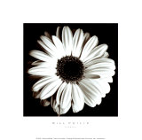 Gerbera Poster par Bill Philip