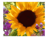Sunshine Sunflower Photographic Print by Elaine Plesser