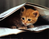 Gato listo Fotografía por Stuewer