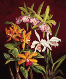 Trío de orquídeas II Pósters por Rodolfo Jimenez