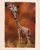 Giraffe Kiss Plakater af Simon Mendez