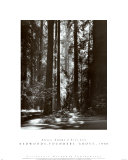 Redwoods, Founders Grove Prints by Ansel Adams