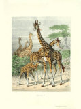 Girafe... Láminas por Friedrich Specht Girafe... Láminas por Friedrich Specht