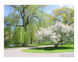 White Willow Photographic Print by Kathryn M. Smith
