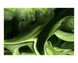 Green Glory Photographic Print by Kim Avent-DiLorenzo