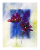 Anemones Prints by Franz Heigl