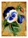 Pansy Lámina giclée por Marcella Rose Pansy Lámina giclée por Marcella Rose